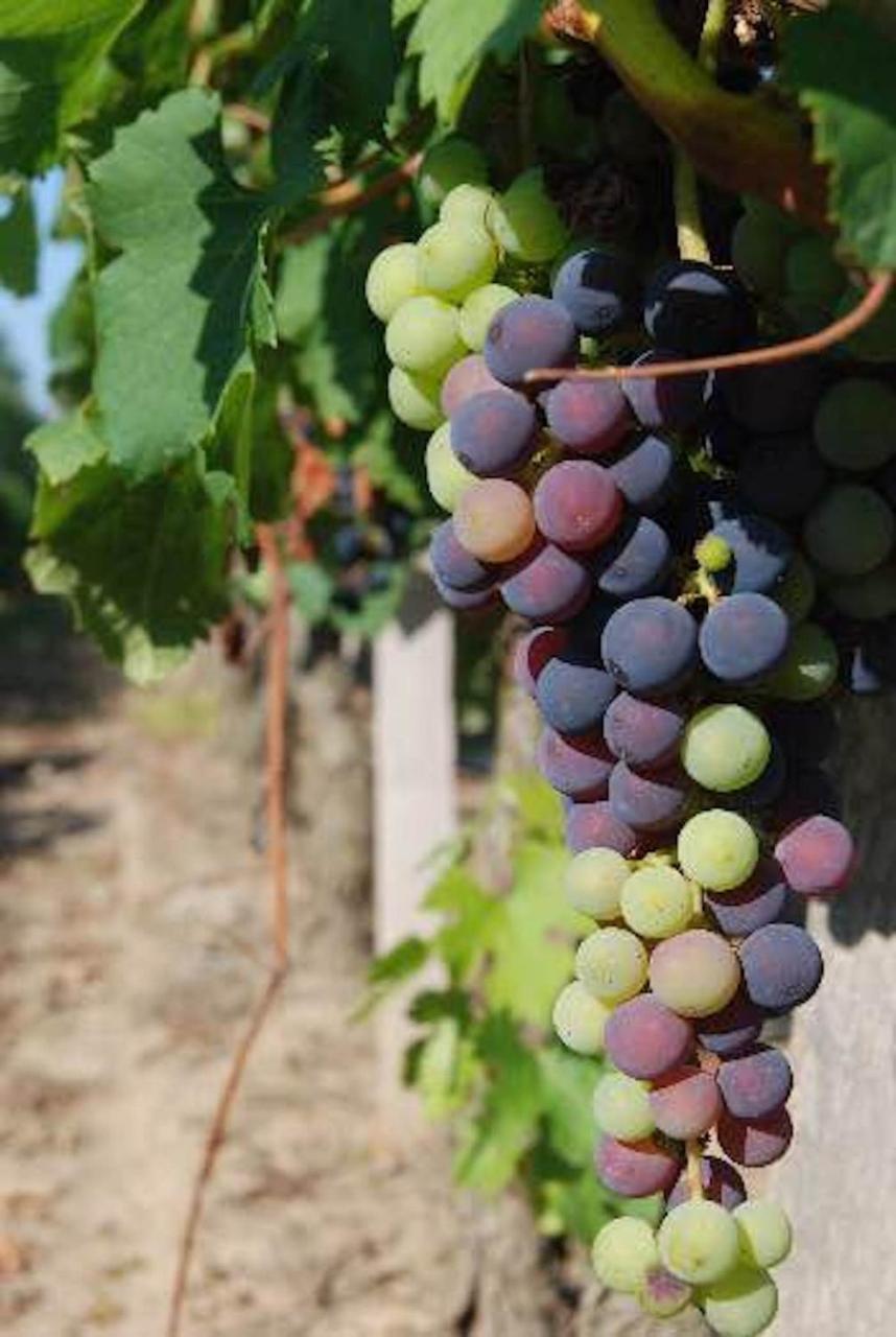 Fsp Chateau Julie Virsac المظهر الخارجي الصورة